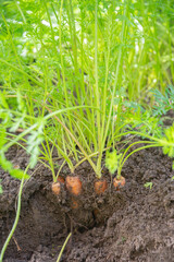 Carrots on the ground, into the soil