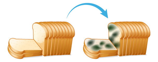 Inedible bread with mould © GraphicsRF