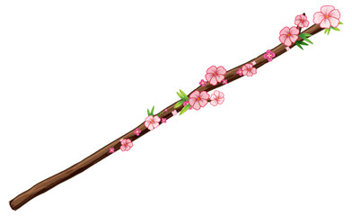 Cherry blossom branch isolated