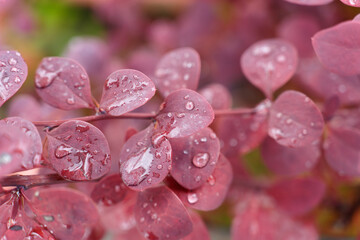 water drops on pink purple  plant