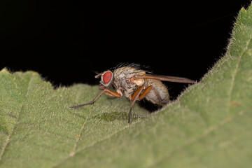 Fliege auf Blatt makro