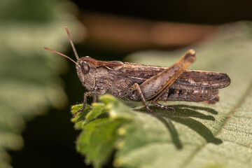 Heuschrecke makro auf Blatt