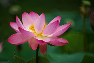 満開に咲き誇る蓮池