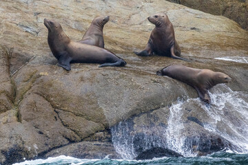 Wild sea lions in Kenai Fjords National Park in Alaska.