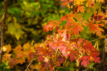 Closeup view of tree branches on autumn day