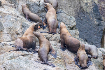 Wild sea lions in Kenai Fjords National Park in Alaska.