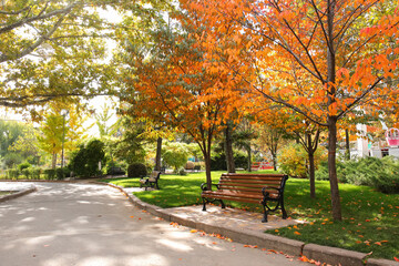 Wooden benches in beautiful autumn park on sunny day