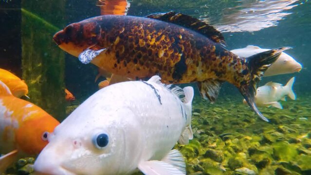 Flock of Japanese koi swims underwater. Fish close up in the wild. Koi are fish that bring good luck.