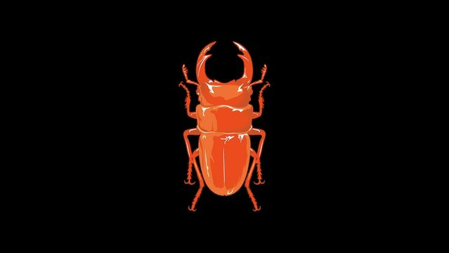 Insect Beetle color change multicolor オオクワガタ alpha channel