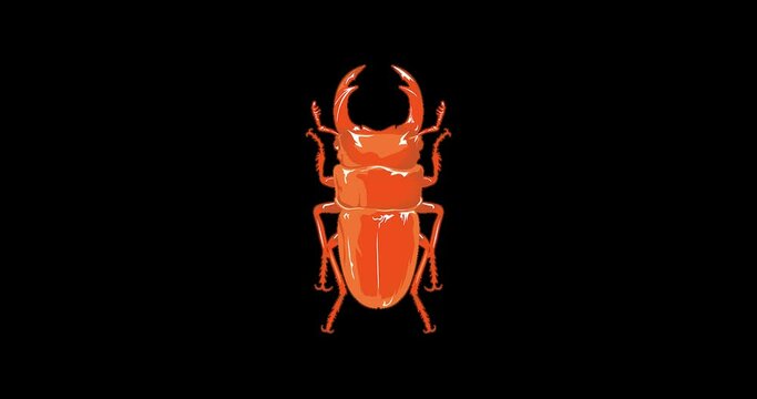 Insect Beetle color change multicolor オオクワガタ alpha channel