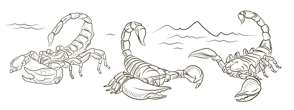 Scorpio, vector image. Black and white drawing, coloring book for children. Symbol.

