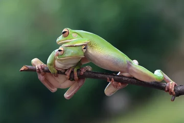 Gordijnen White-lipped tree frog (Litoria infrafrenata) on branch, white-lipped tree frog (Litoria infrafrenata) closeup on green leaves © kuritafsheen