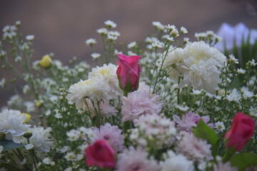 Rose flowers on blur background.