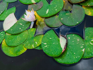 water lily in the pond