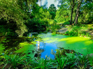 Obraz premium lake in the forest