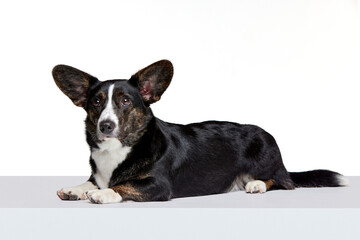 Portrait of white-black Welsh Corgi Cardigan Dog Isolated on White Background. Concept of beauty, fashion, show, animal life