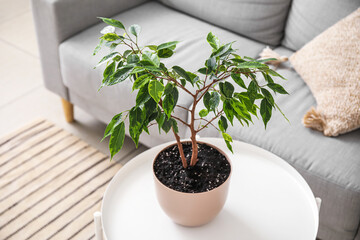 Ficus benjamina on table in light living room, closeup