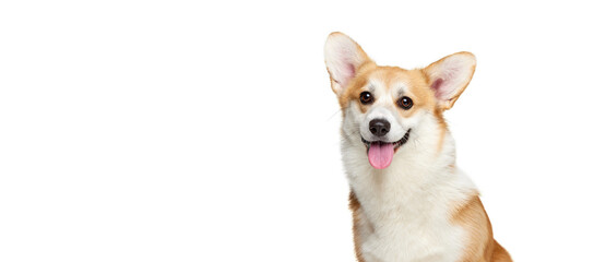 Cute Welsh corgi doggy posing isolated on white studio background. Happy puppy. Concept of motion, pets love, animal life.