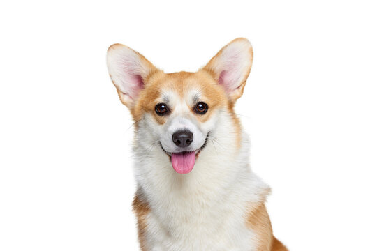 Beautiful white brown Welsh corgi dog isolated on white studio background. Happy puppy. Concept of beauty, pets love, animal life.