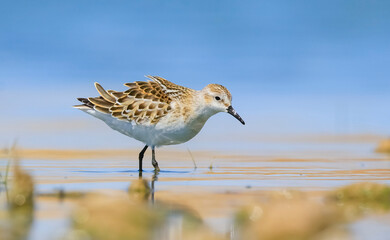  Little Stint (Calidris minuta) is  is a wetland bird that lives in the northern parts of the European and Asian continents. It feeds in swampy areas.
