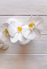 Obraz na płótnie Canvas A branch of white orchids on a white wooden background 
