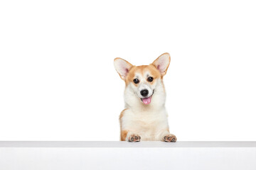 Cute Welsh corgi doggy posing isolated on white studio background. Happy puppy. Concept of motion, pets love, animal life.