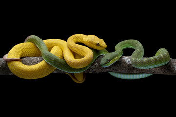 Trimeresurus insularis on branch, Two color viper snaker on branch, Indonesian viper snake 