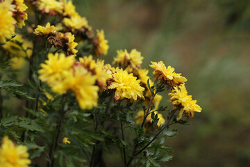 Beautiful bright chrysanthemums on a rainy autumn day.