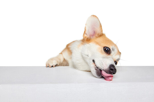 Beautiful white brown Welsh corgi dog isolated on white studio background. Happy puppy. Concept of beauty, pets love, animal life.
