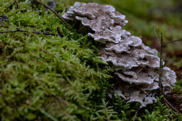 Grifola frondosa, edible polyporus mushroom