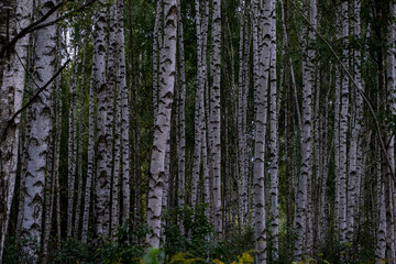Beautiful autumn landscape with a lot of birch trunks