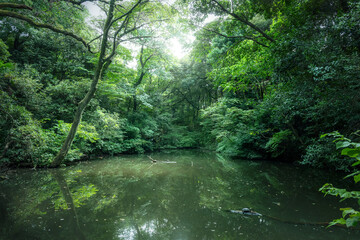 自然本来の姿に近い状態の森林公園。森の沼。