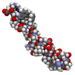 Glucagon-like peptide 1 (GLP1, 7-36) molecule, 3D rendering. Atoms are represented as spheres with conventional color coding.