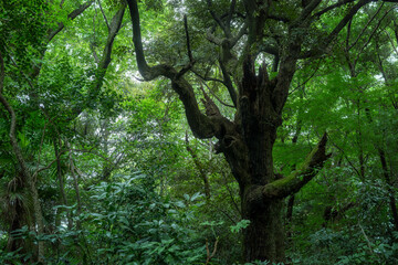 自然本来の姿に近い状態の森林公園。