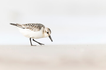 A sanderling (Calidris alba) foraging during fall migration on the beach.