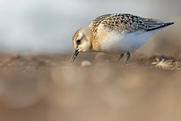 A sanderling (Calidris alba) foraging during fall migration on the beach.