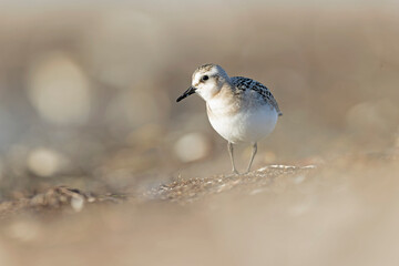 A sanderling (Calidris alba) foraging during fall migration on the beach.