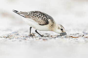 A sanderling (Calidris alba) foraging during fall migration on the beach.