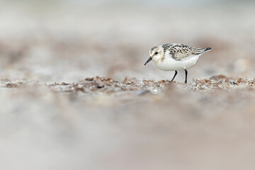 A sanderling (Calidris alba) foraging during fall migration on the beach.