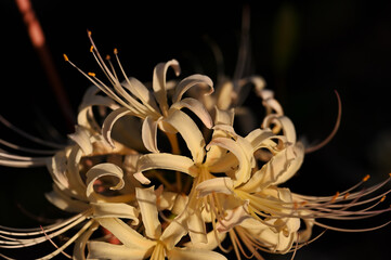 白色のヒガンバナ