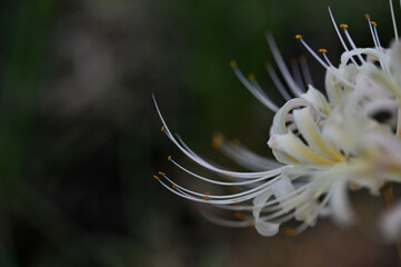 白色のヒガンバナ