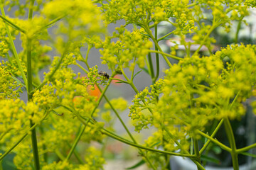 黄色い小花と蜂との秋の風景