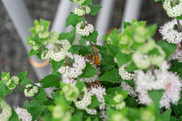 花式部・カリオプテリスの花と戯れる蜂