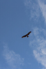 eagle in the sky