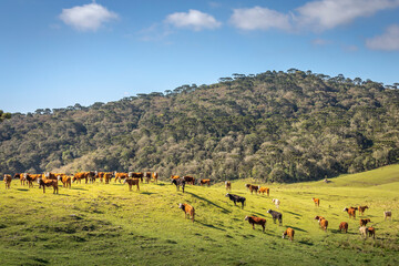Cows grazing at sunset, Rio Grande do Sul pampa - Southern Brazil