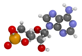 Cyclic adenosine monophosphate (cAMP) second messenger molecule. 3D rendering. Atoms are...