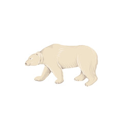 arctic animals nature wild world cold north cute cartoon ice snowflake polar bear muskox sperm whale scribe hand drawn