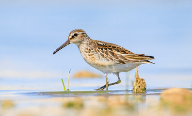 Broad-billed Sandpiper (Limicola falcinellus) is found on marsh and muddy water edges, paddy fields and open beaches. It occurs in Asia, Europe and Africa.
