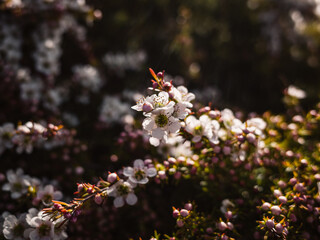 Flowers in the spring