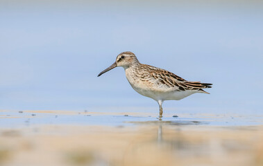 Broad-billed Sandpiper (Limicola falcinellus) is found on marsh and muddy water edges, paddy fields and open beaches. It occurs in Asia, Europe and Africa.
